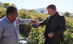 Cimin Üzümü İçin Bağ Bozumu Zamanı