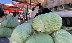 Dev Lahanalar Tezgahları Doldurdu