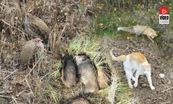 Erzincan Ovası’nda Yaban Hayatının Görünmeyen Yüzü