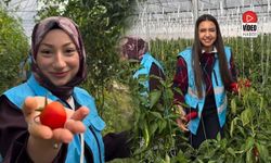 Çayırlı'da Öğrenciler Sera Ziyaretinde Hasada Katıldı