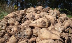 Pancar Fiyatı Beklentinin Altında Kaldı