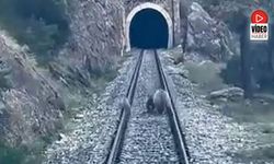 Erzincan Yolunda Ayı Ailesi Trenin Önüne Çıktı