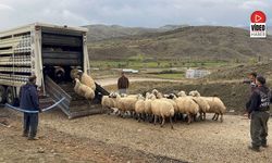 Erzincan'da Yayla Sezonu Sona Erdi, Dönüş Yolculuğu Başladı
