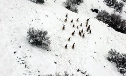 Kar üzerinde yiyecek arayan dağ keçileri dron ile görüntülendi