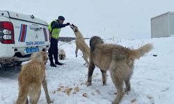 Tunceli̇de Jandarmadan Sokak Hayvanlarına Mama Ve Su Desteği̇