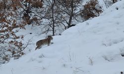 Tunceli’de kırmızı listede bulunan 2 vaşak görüntülendi