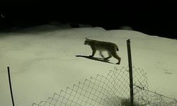 Birinci derece koruma altındaki vaşak güvenlik kamerasında