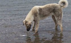 Sokak köpeği, ölen balığı yüzdürmeye çalıştı