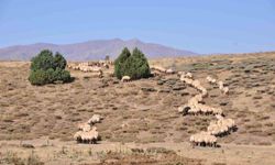 Tunceli’de il içi ve il dışı hayvan hareketleri yasaklandı