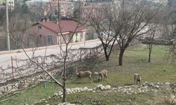 Tunceli’de yaban keçileri sokakları mesken tuttu