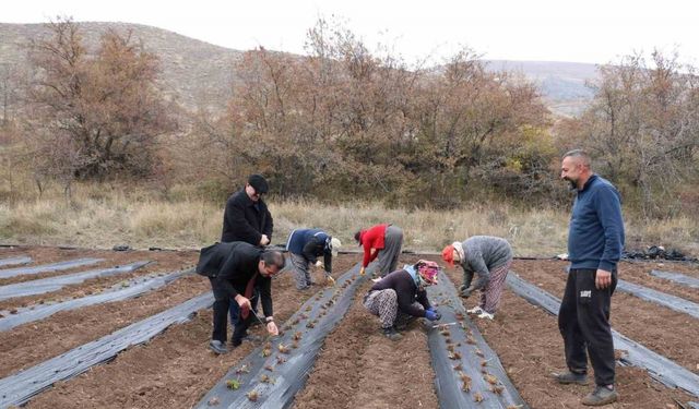 Erzincan Çileğin Merkezi Olma Yolunda