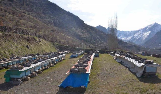 Erzincan’da Arıların Tatlı Uykusu" Başladı