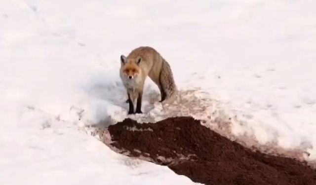 Yuvasından Çıkan Tilki Havadan Görüntülendi