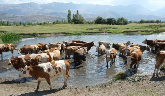 60 bin TL Maaşla Çoban Bulamadılar