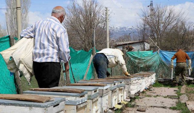 Bal Arıları Açan Çiçeklerle Buluştu