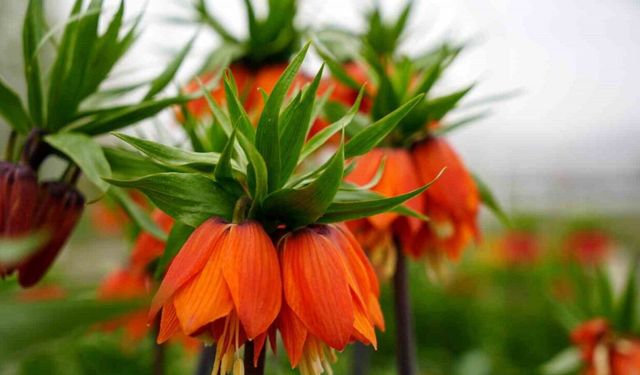 Bu Çiçeği Koparmanın Cezası 577 Bin Lira