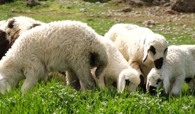 Erzincan’da Meralar Kuzu Sesleriyle Şenlendi