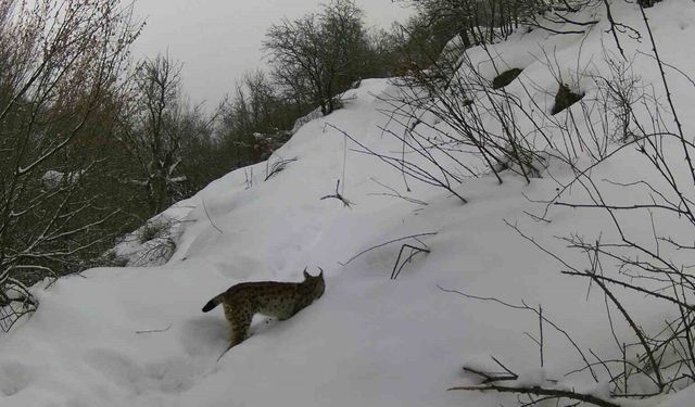 Erzincan’da Yaban Hayatı Fotokapanla Görüntülendi