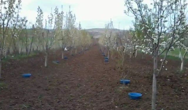 Meyve Bahçelerinde 'Baklazınnı' Mücadelesi