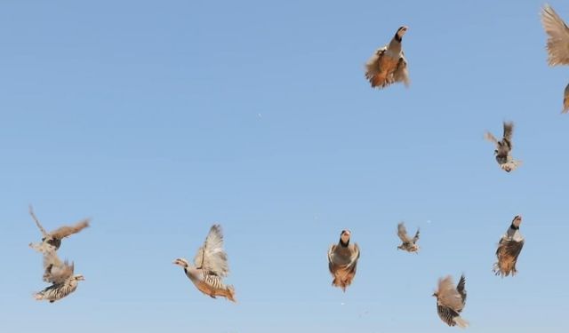 Keneye Karşı Doğaya Keklik Salınıyor