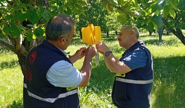 Erzincan’da Kiraz Sineği Tuzakları İle Popülasyon Belirleniyor