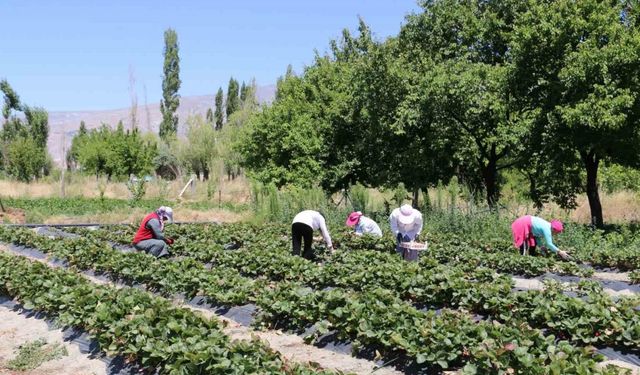 Erzincan’da Çilek Hasadı