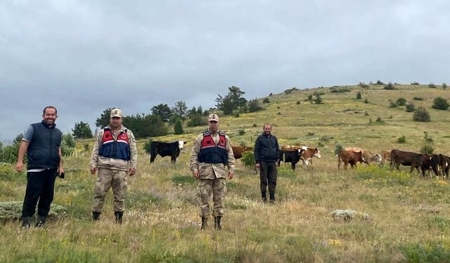 Refahiye’de Kaybolan 19 Büyükbaş Hayvan Giresun İl Sınırında Bulundu
