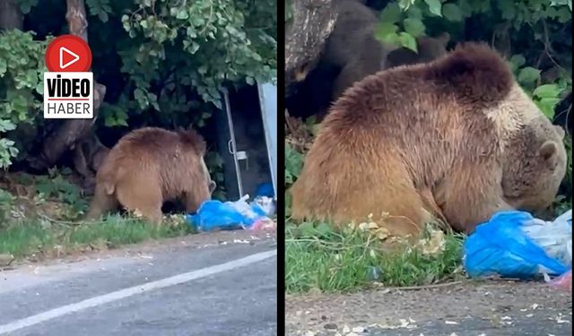 Tunceli Ovacık'ta Ayı Alarmı, Bölgeye Gidecekler Dikkat!