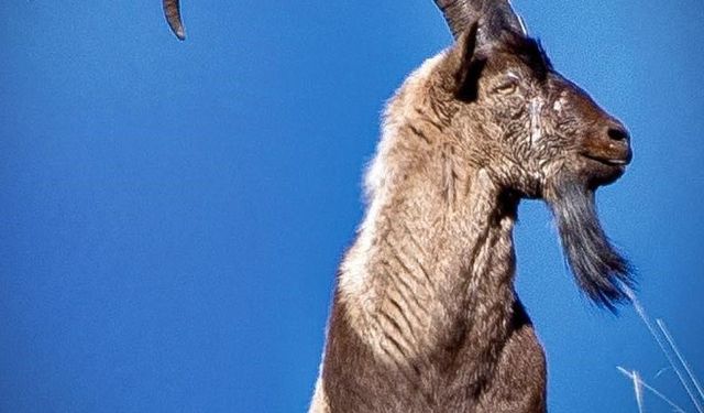 Erzincan’da Av Turizmi Kapsamında 11 Yaban Keçisi Kotası Tepkilere Neden Oldu