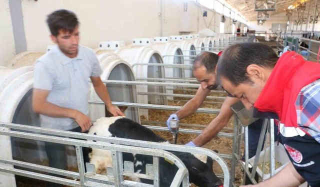 Erzincan'da Şap Hastalığına Karşı Aşılama Yapılıyor