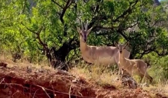 Kemaliye’de Anne Ve Yavru Dağ Keçisi Görüntülendi