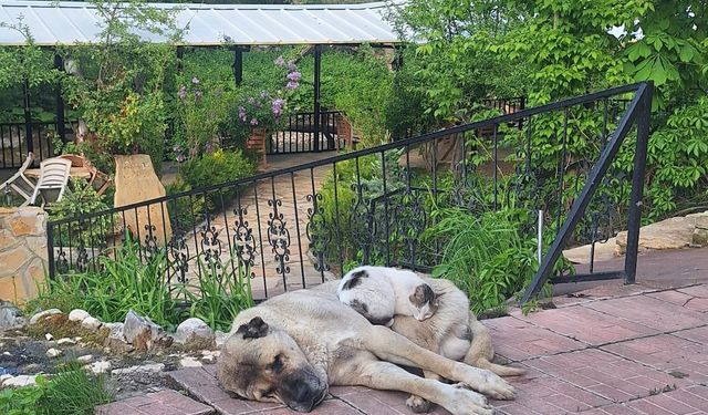 Erzincan’da Kedi ile Kangal Köpeğinin Sıra Dışı Dostluğu Görenleri Şaşırtıyor