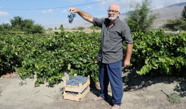 Erzincan Cimin Üzümü; "Sofralıkta Eşsiz, Şarapta Kullanılamaz"