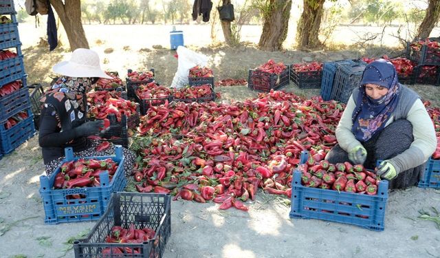 Erzincan’da 100 Tonluk Üretim Hedefi Gerçek Oldu