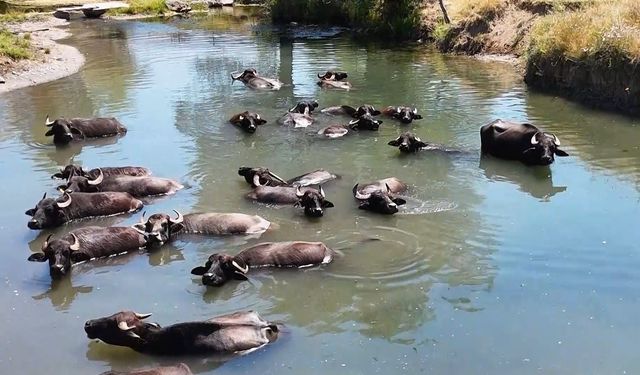 Manda sayısı son 5 yılda yüzde 16 azaldı