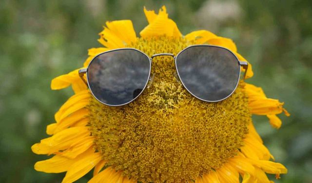 Sarının her tonu ile güneşi kıskandıran ayçiçeği tarlaları göz kamaştırıyor