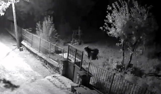 Ayılar Kemaliye'de Yerleşim Alanlarına Kadar İndi