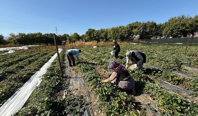 Erzincan’da Çilek Üretimi Yaygınlaşıyor