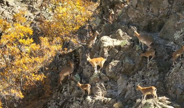Erzincan Dağlarında Yaban Keçileri Görsel Şölen Sunuyor