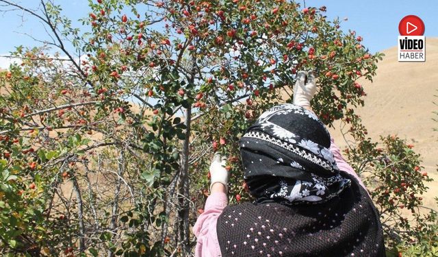 Dağların Kırmızı Hazinesi Kuşburnu İçin Hasat Zamanı