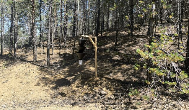 Kuruyan Sarıçam Ağaçları Kesilerek Ormandan Çıkarıldı