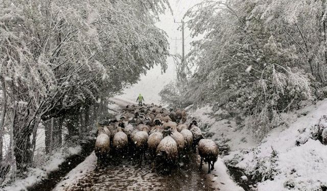 Koyun Sürüsü Karla Mücadele Ederek Geri Döndü