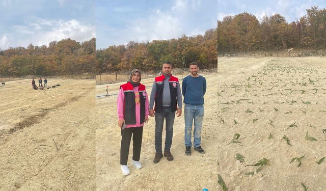 Kemaliye’de Salep Üretimi Başladı