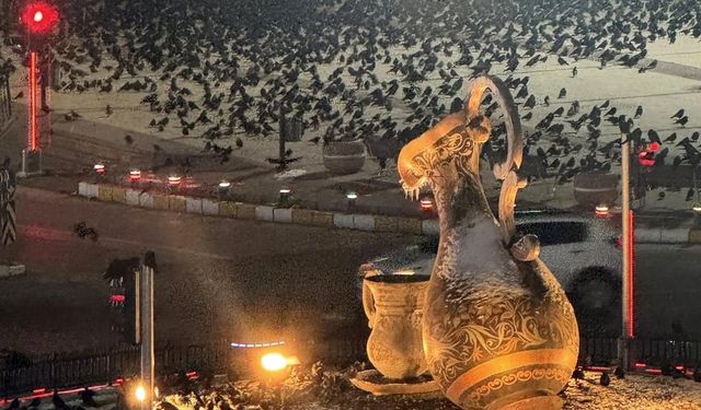 Akşam Saatlerinde Dikkat! Erzincan'da Kargalar Sokakları Sardı