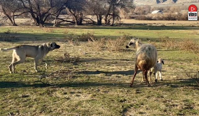 Anne Koyun Kuzusunu Korumak İçin Köpeğe Karşı Siper Oldu