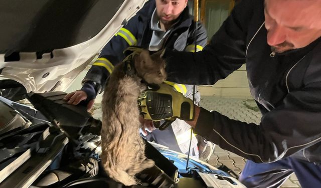 Erzincan'da Aracın Motor Bölmesine Sıkışan Kediyi İtfaiye Ekipleri Kurtardı