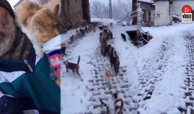 Aç Kalan Kedilere Şefkat Eli