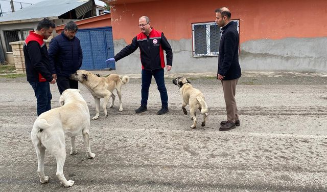 Erzincan'da Sokak Köpeklerine Kuduz Aşısı