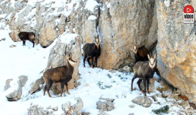 Munzur'un Beyaz Zirvesinde Şamualar Görüntülendi