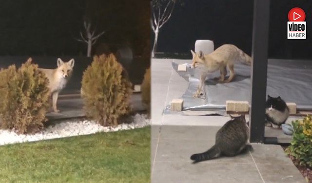 Erzincan’da Kedilerin Mamasına Göz Diken Tilki Kedinin Saldırısına Uğradı